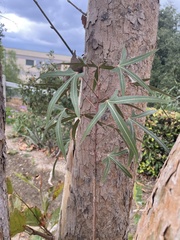 Brachychiton populneus