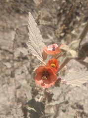 Sphaeralcea bonariensis