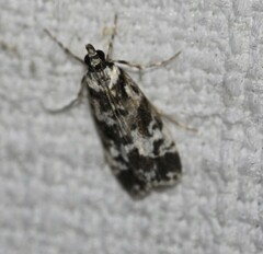Eudonia aphrodes