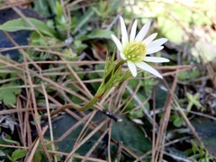 Anemone decapetala