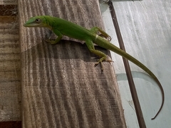 Anolis callainus