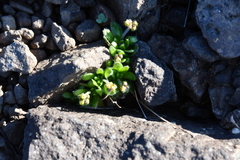Draba pauciflora