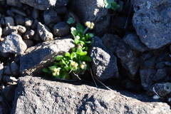 Draba pauciflora