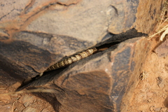 Karusasaurus jordani