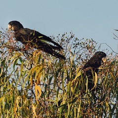 Calyptorhynchus banksii