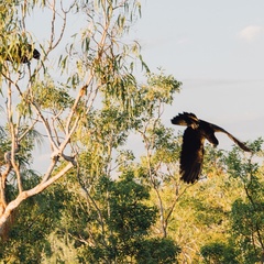 Calyptorhynchus banksii