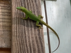 Anolis callainus