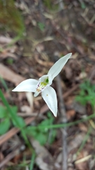 Codonorchis lessonii