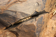 Karusasaurus jordani