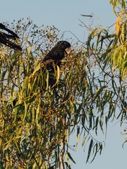 Calyptorhynchus banksii