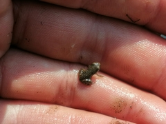 Phrynobatrachus natalensis