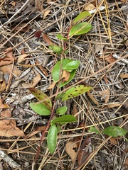 Vaccinium crassifolium