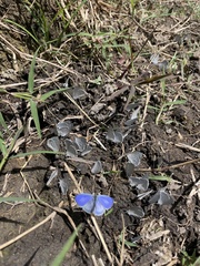 Celastrina echo gozora