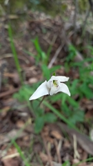 Codonorchis lessonii