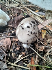 Amanita vaginata