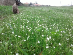 Spergula arvensis