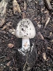 Amanita vaginata