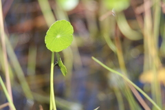 Hydrocotyle umbellata
