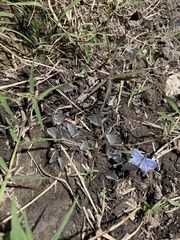 Celastrina echo gozora