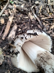 Amanita vaginata