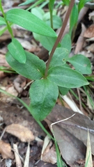 Codonorchis lessonii