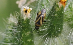 Plagiognathus moerens