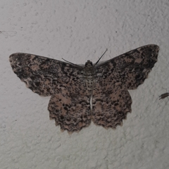 Epimecis