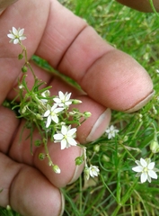 Spergula arvensis