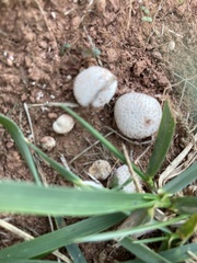 Lycoperdon marginatum