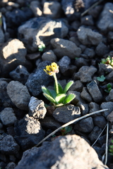 Draba pauciflora