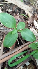 Codonorchis lessonii