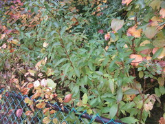 Forsythia × intermedia