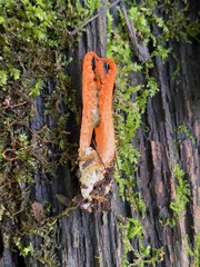 Pseudocolus fusiformis