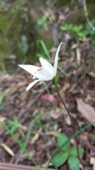 Codonorchis lessonii