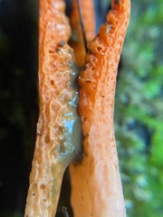 Pseudocolus fusiformis