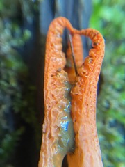 Pseudocolus fusiformis