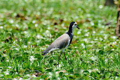 Vanellus crassirostris