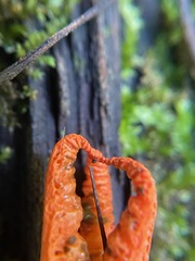 Pseudocolus fusiformis