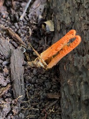 Pseudocolus fusiformis