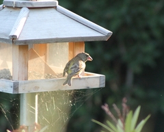 Chloris chloris chloris