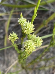 Thesium aggregatum