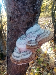 Phellinus alni