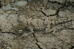 Phrynocephalus helioscopus