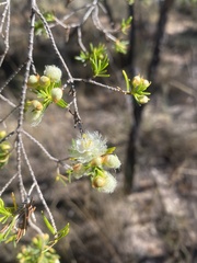 Verticordia cunninghamii