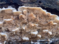 Merulius tremellosus