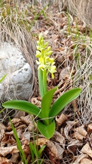 Orchis pallens