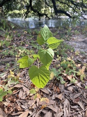 Ampelopsis cordata