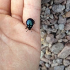 Leptinotarsa haldemani