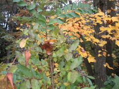 Ligustrum obtusifolium