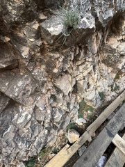 Asphodelus fistulosus